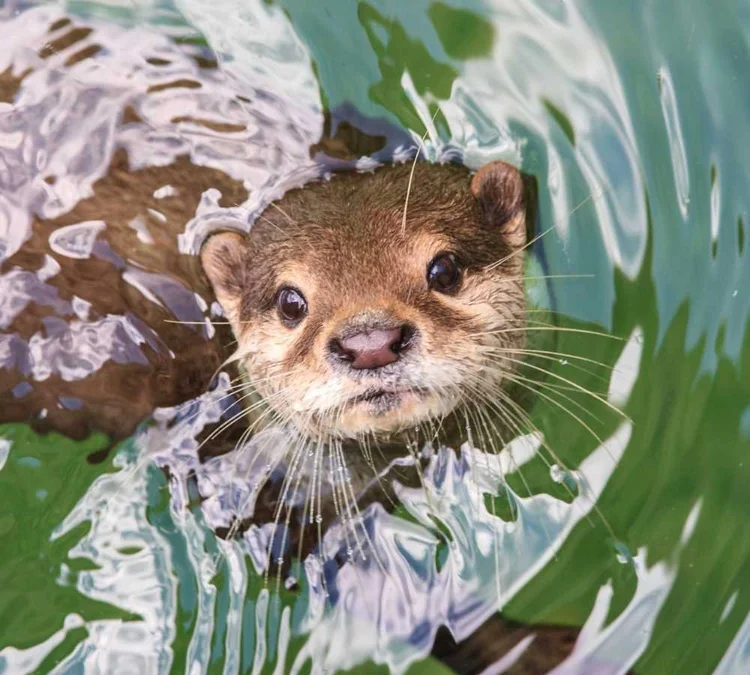otters-in-scotland-an-adorable-creatures-guide