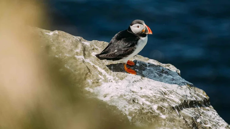 Puffins on the cliffs of the Firth of Forth islands on the Puffin Boat Trip & Castle day tour from Edinburgh