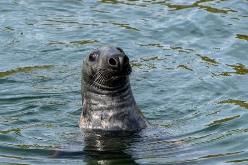 A seal’s head peeking out of the sea