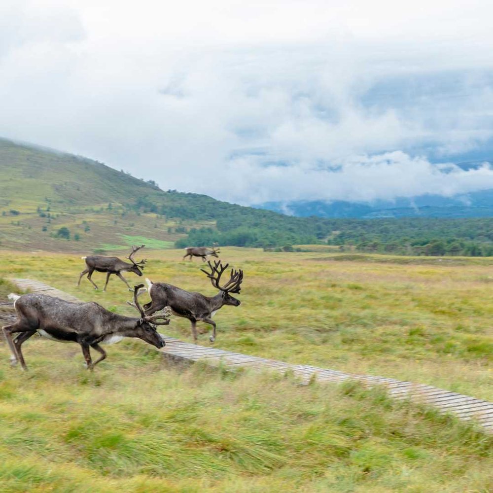 Reindeer grazing on open moorland in the Cairngorms