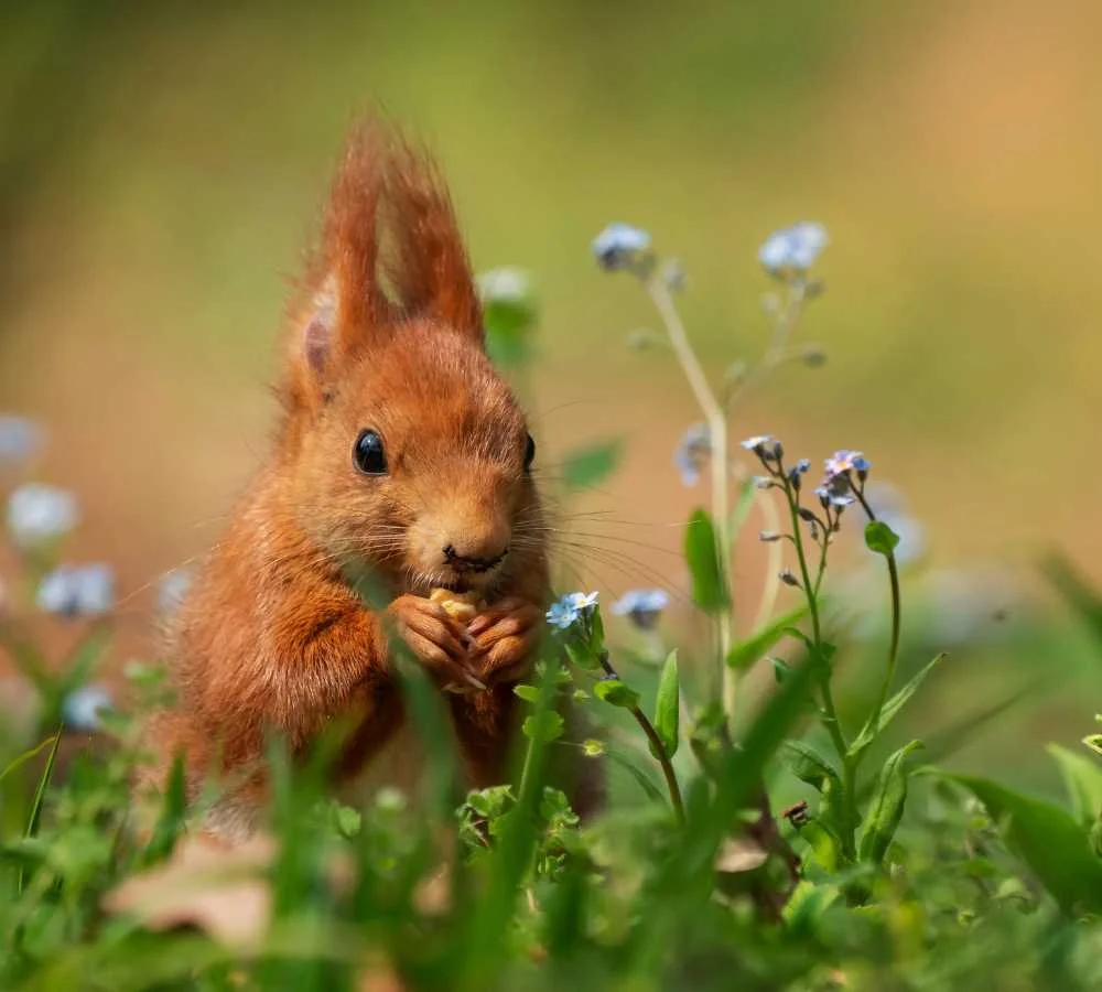 Scotland's Charming Red Squirrels Habitat, Diet and More