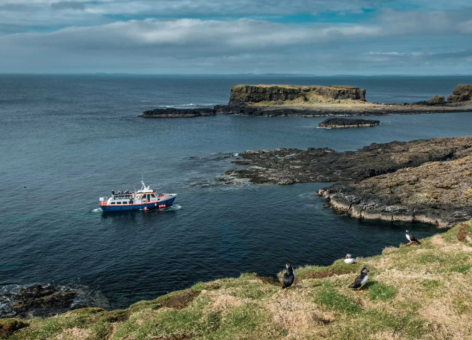 Wildlife boat trip off Scotland's east coast
