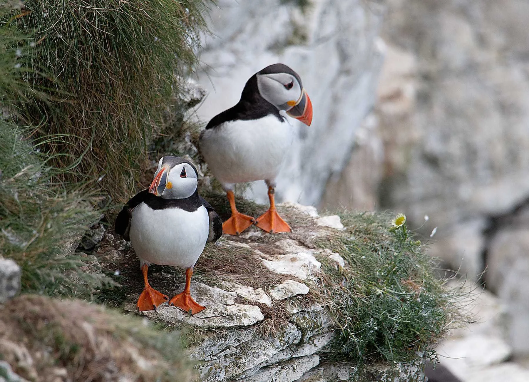 Two Atlantic puffins standing beside their nesting burrows on a Scottish island