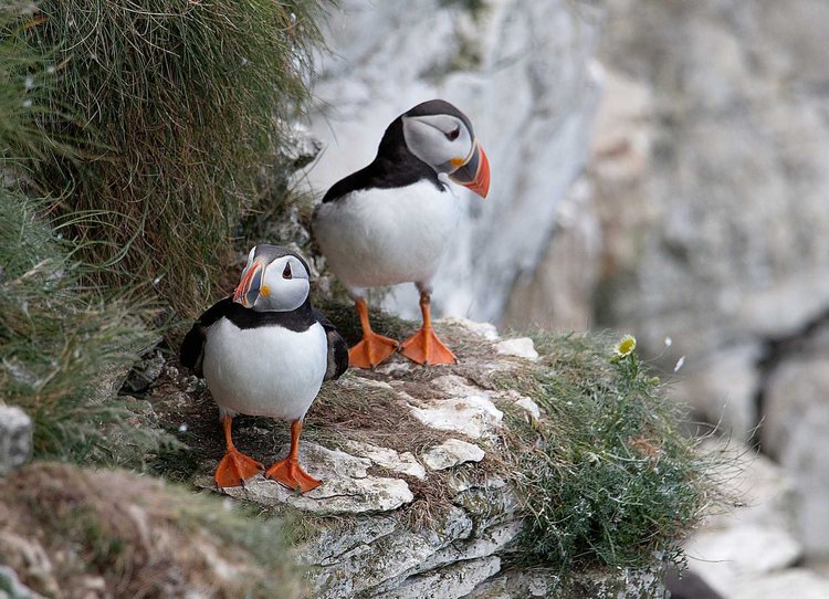 Atlantic puffins on a rocky Scottish island