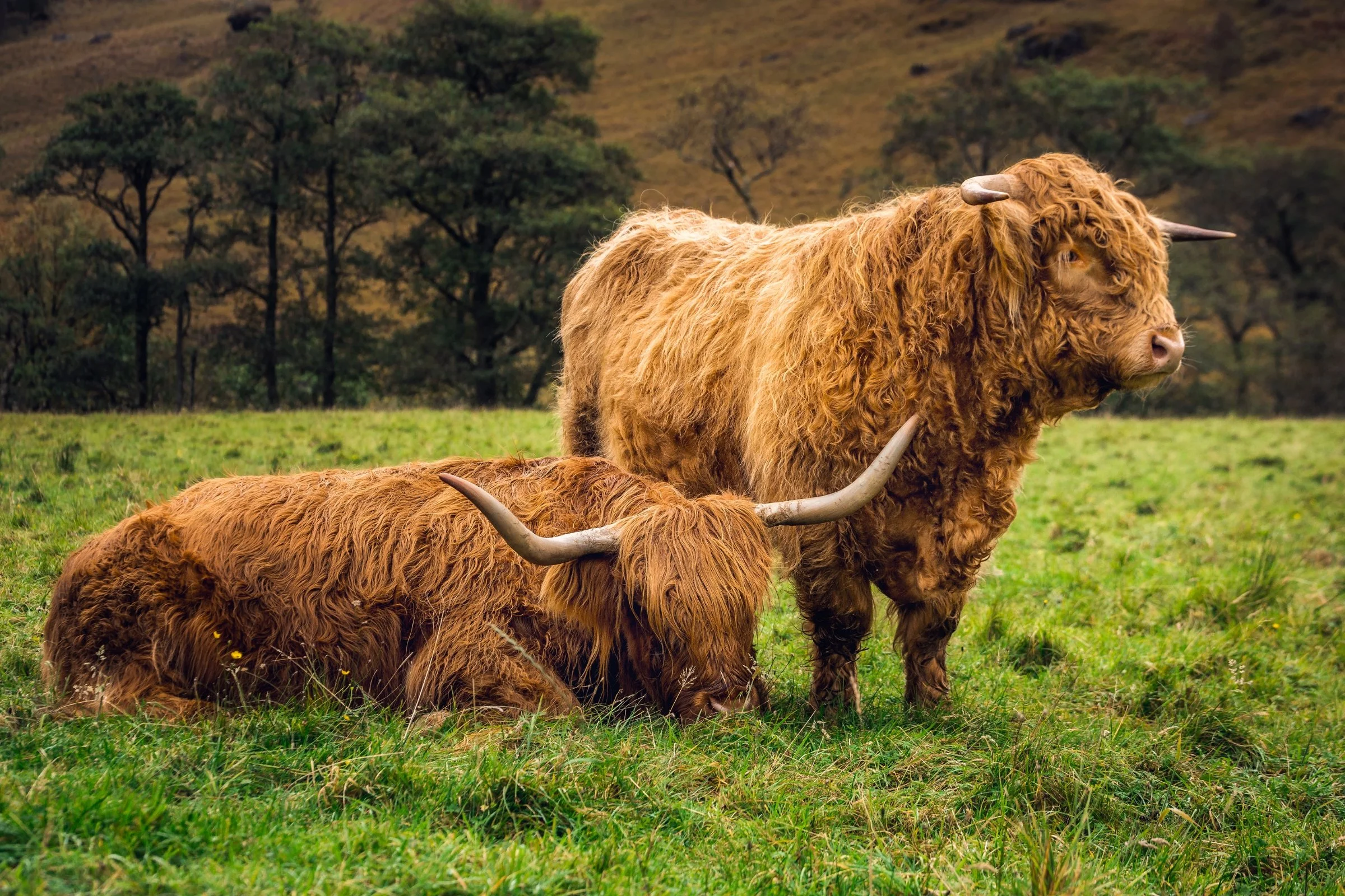 Highland cows in Scotland