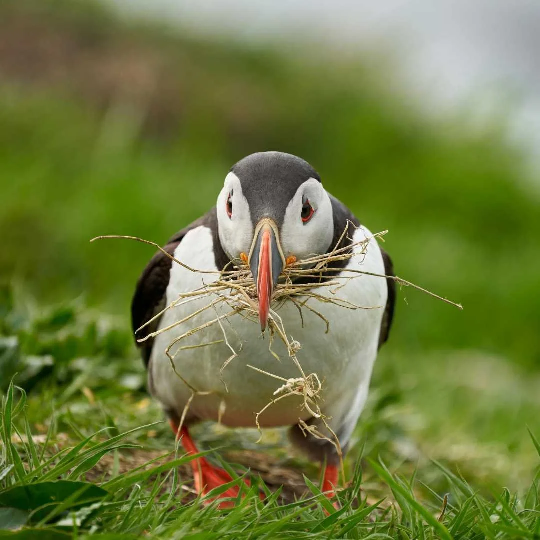 Atlantic puffin carrying dry grass to a nest burrow in Scotland