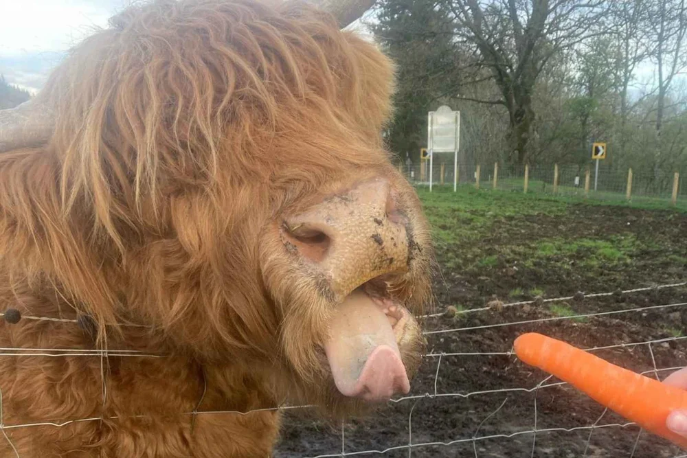 A Highland cow reaching for a carrot