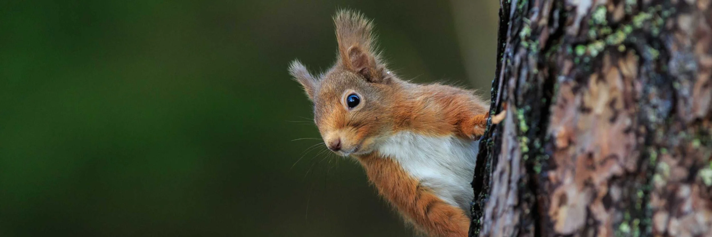Scotland's Charming Red Squirrels Habitat, Diet and More