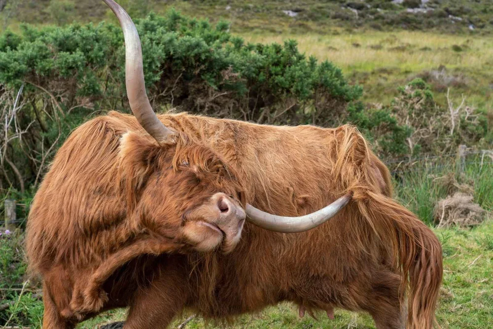 A Highland cow scratching itself with its horn