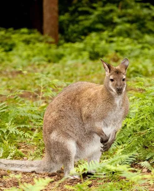 A red-necked wallaby standing among ferns and woodland vegetation