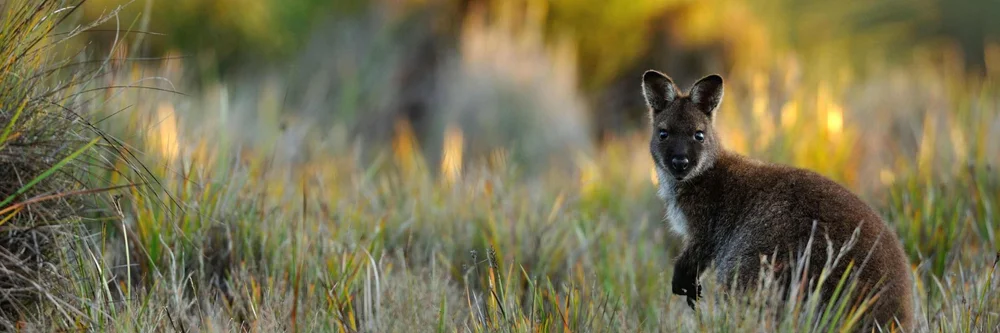 A red-necked wallaby among green plants on Inchconnachan in Loch Lomond