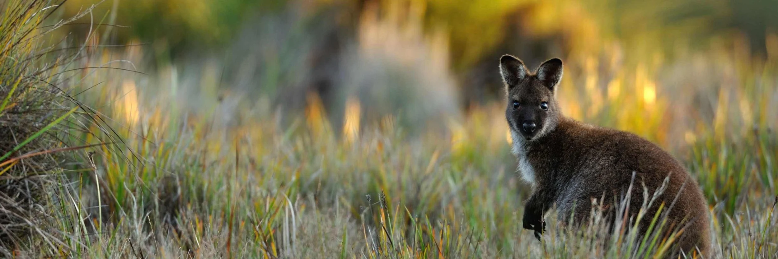 Red-necked wallaby among green vegetation on Inchconnachan in Loch Lomond