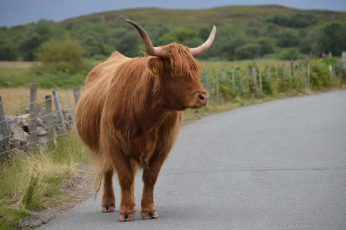 A Highland cow standing on a Highland road