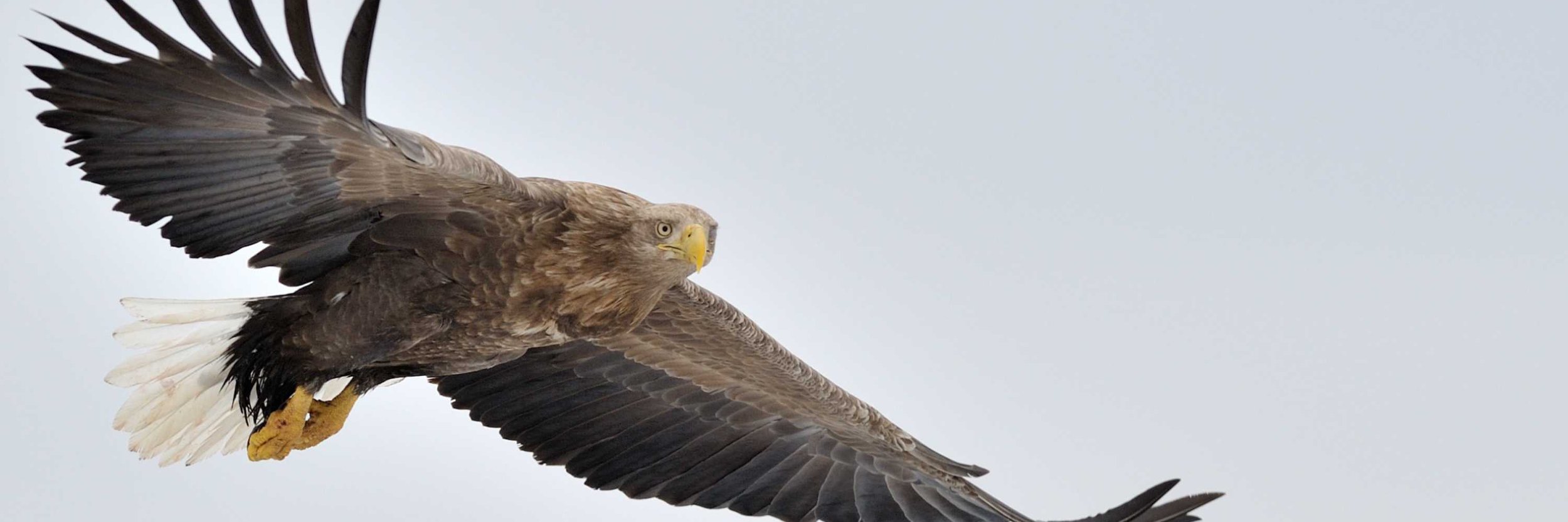 White Tailed Sea Eagle In Scotland 