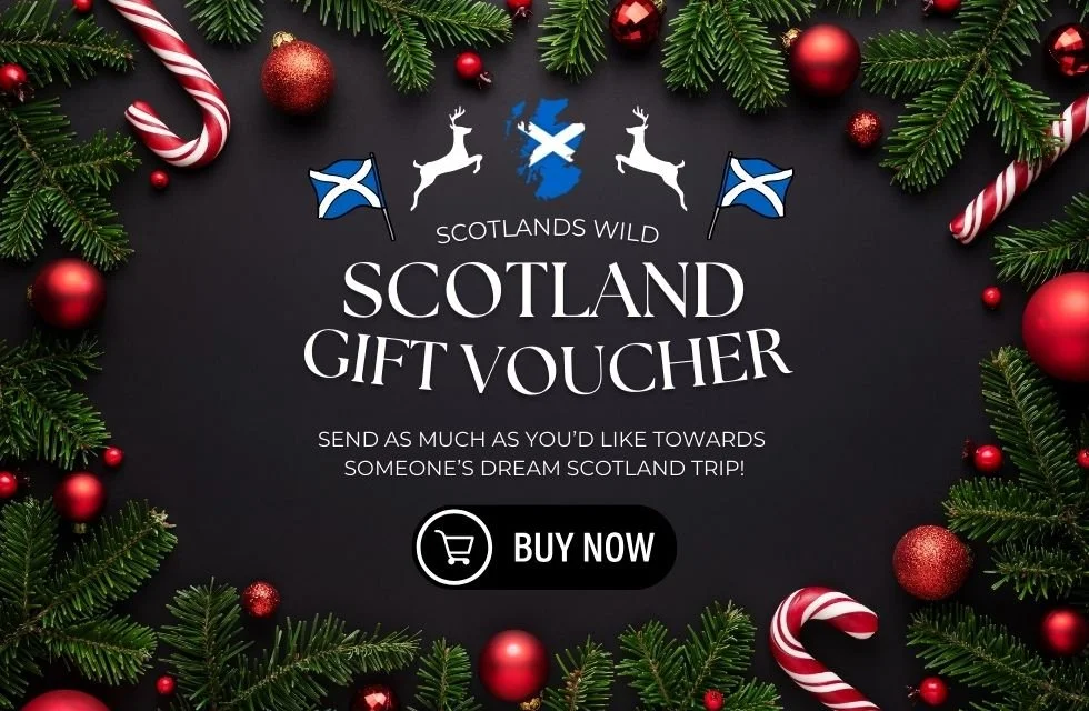 Holiday-themed promotional graphic for Scotland gift vouchers featuring green pine branches, red ornaments, candy canes, the Scotland flag, and reindeer icons, with text offering a Scotland trip gift voucher and a purchase button.