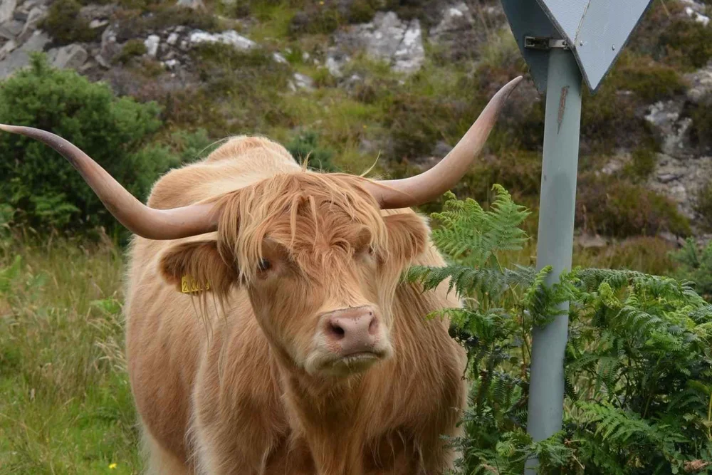 A Highland cow standing beside a bus stop