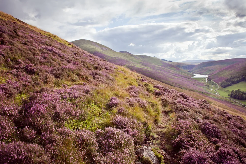 Heather-covered Scottish landscape