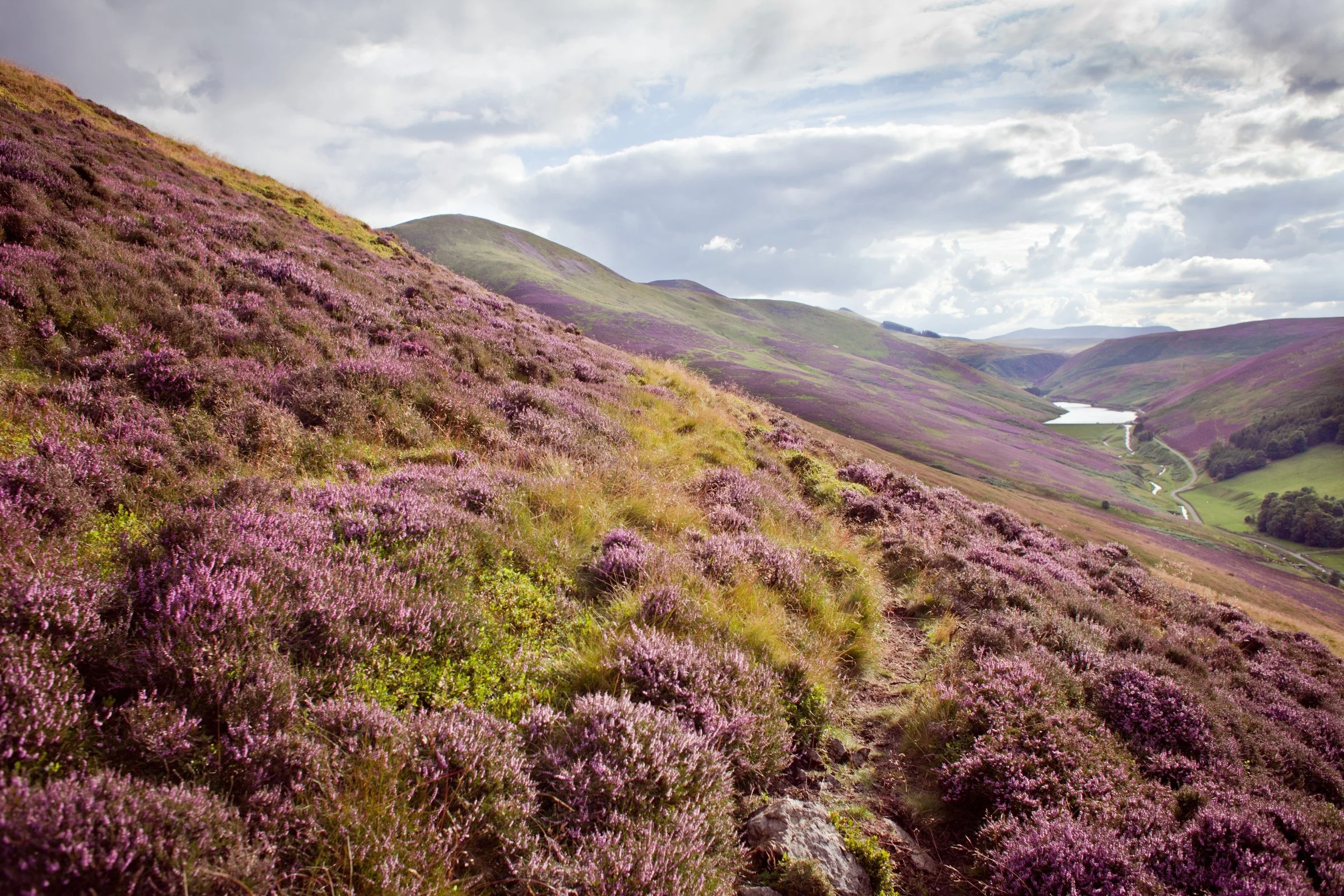 Heather-covered Scottish landscape