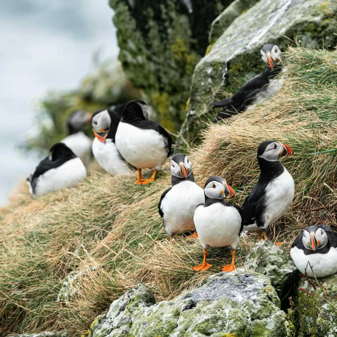 A group of Atlantic puffins gathered on a grassy Scottish sea cliff