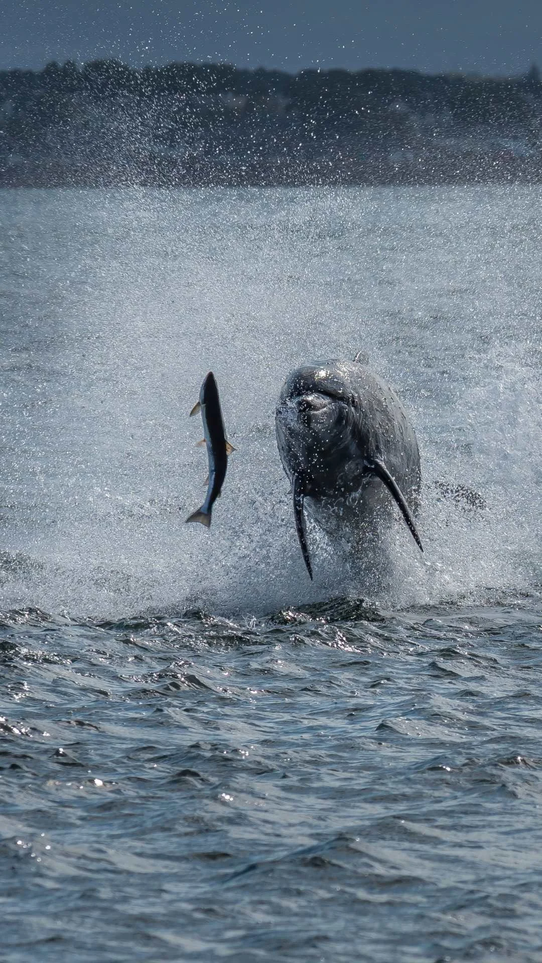 Moray Firth: Scotland's Coastal Gem for Dolphin Watching and Outdoor ...