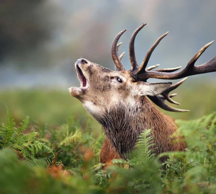 Red Deer in Scotland: Fun Facts, Top Tips & Where to Find Them