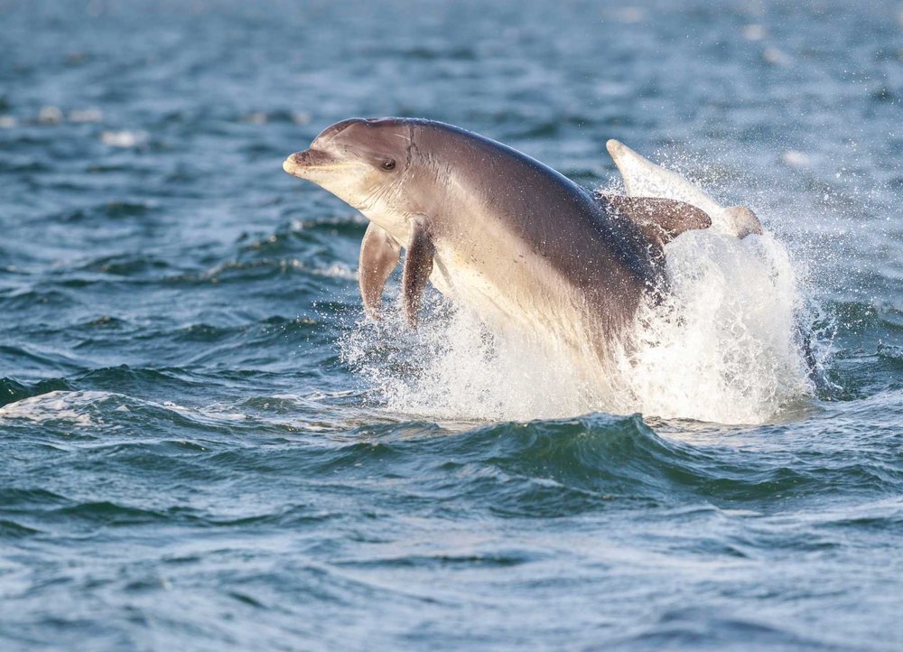 A bottlenose dolphin leaping out of the sea with water splashing around it