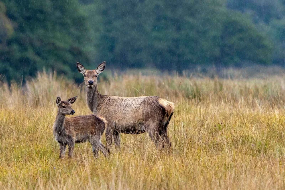 A red deer hind and calf in long grass in the Scottish Highlands