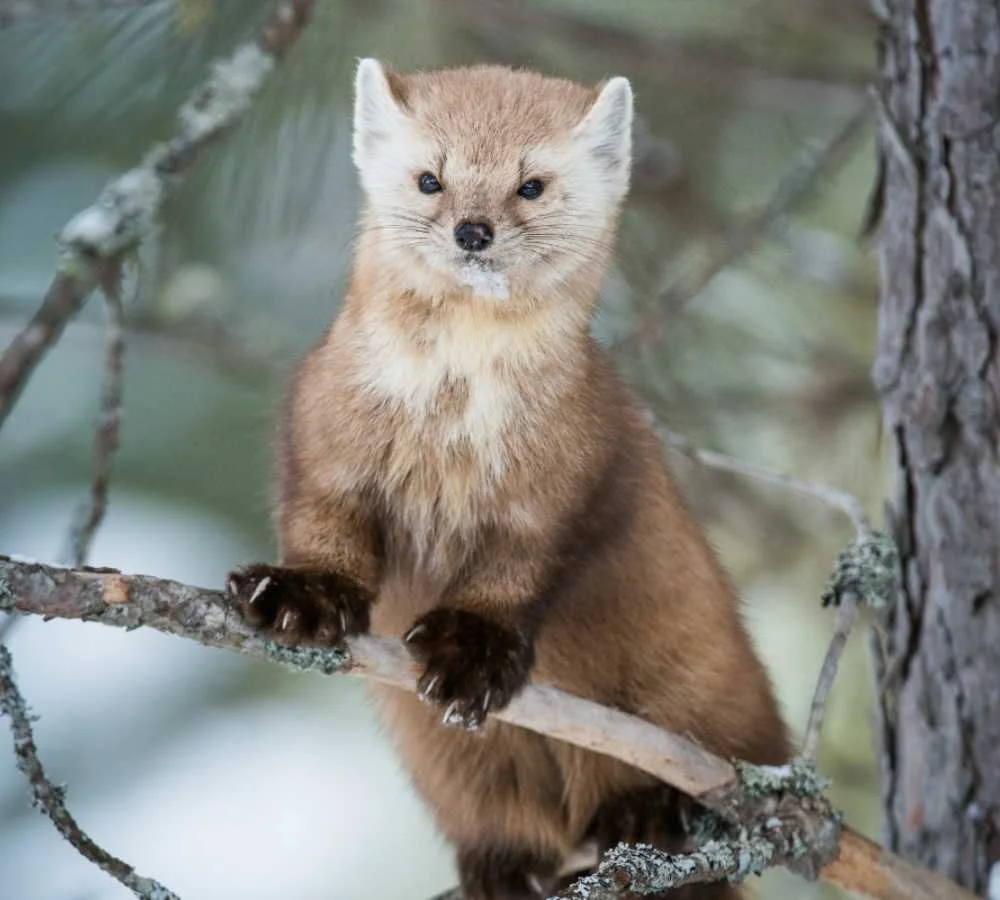 Discover The Elusive Pine Marten In Scotland