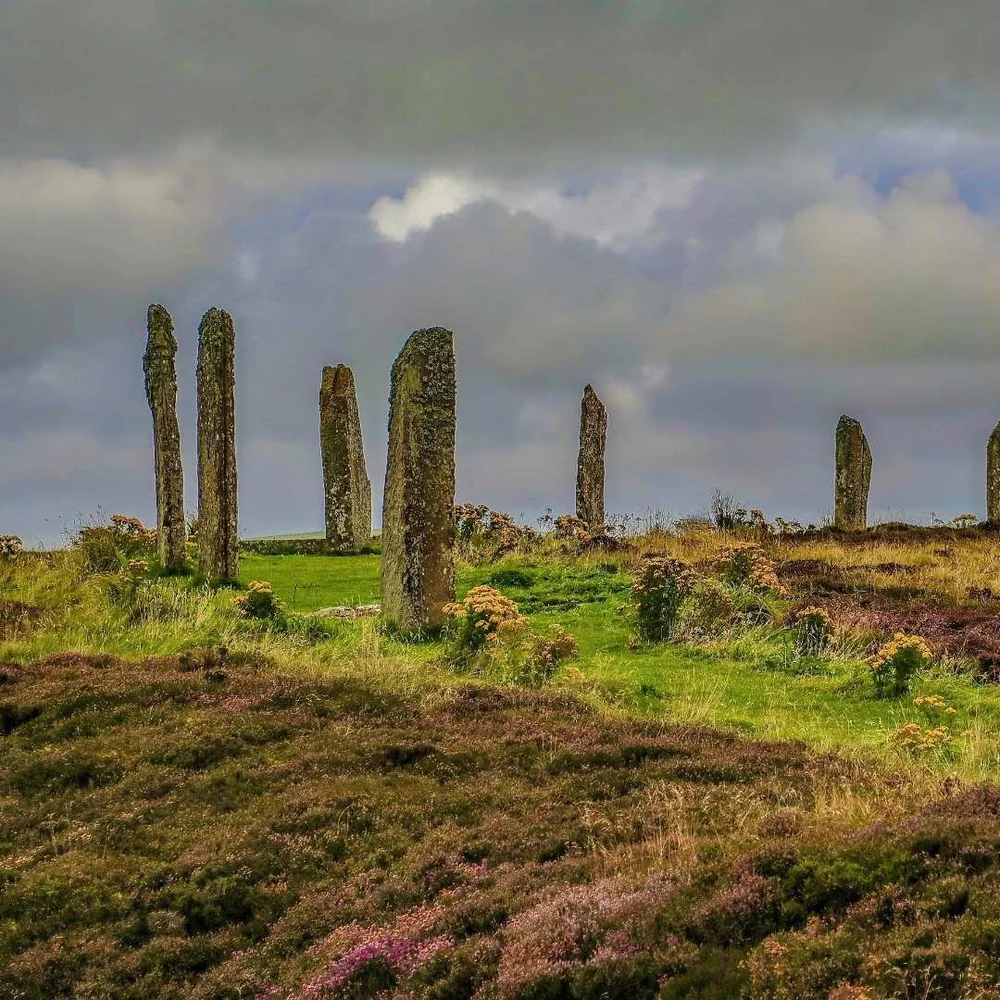 Standing stones among heather on Orkney