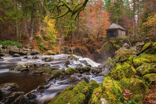 Towering trees and the River Braan at The Hermitage, Dunkeld