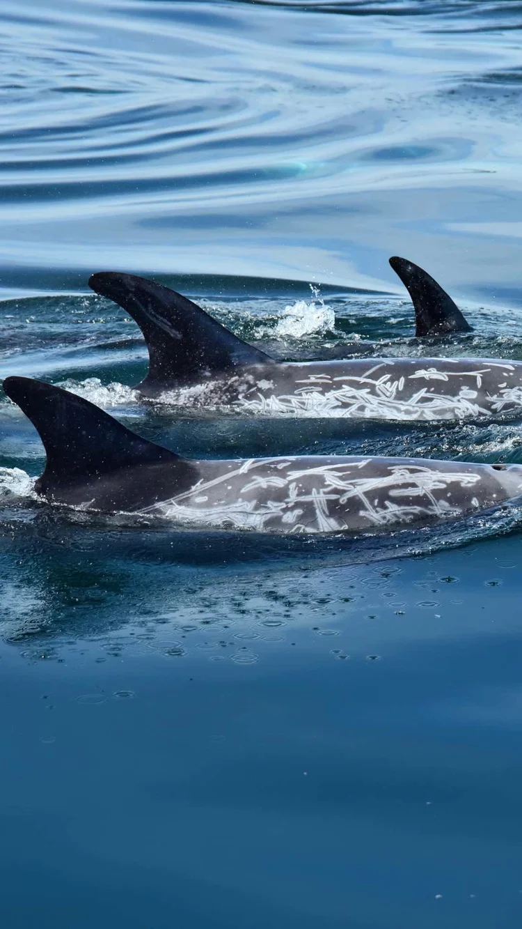 Risso's dolphins at the surface, showing tall dorsal fins and pale scars on their backs