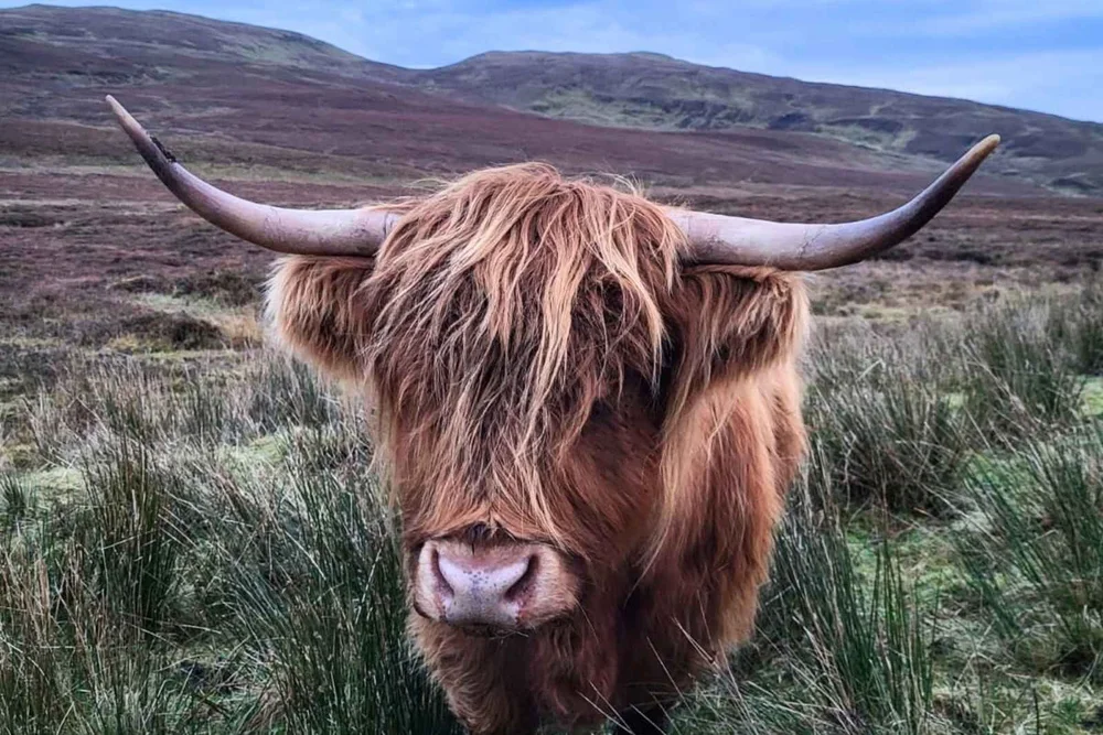 A shaggy Highland cow looking over a fence