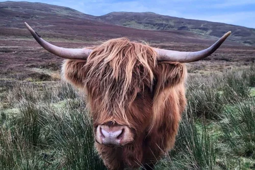 A Highland cow looking over a fence