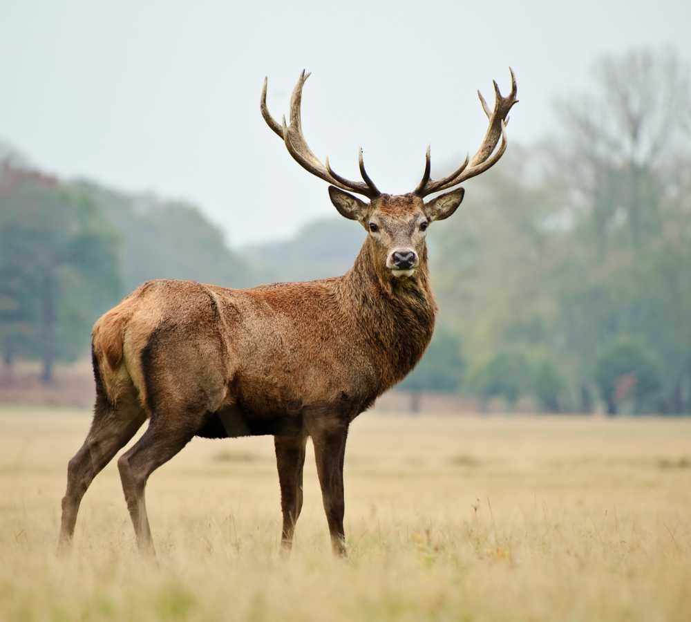 Deer in Scottish Highlands: Where to Spot Them