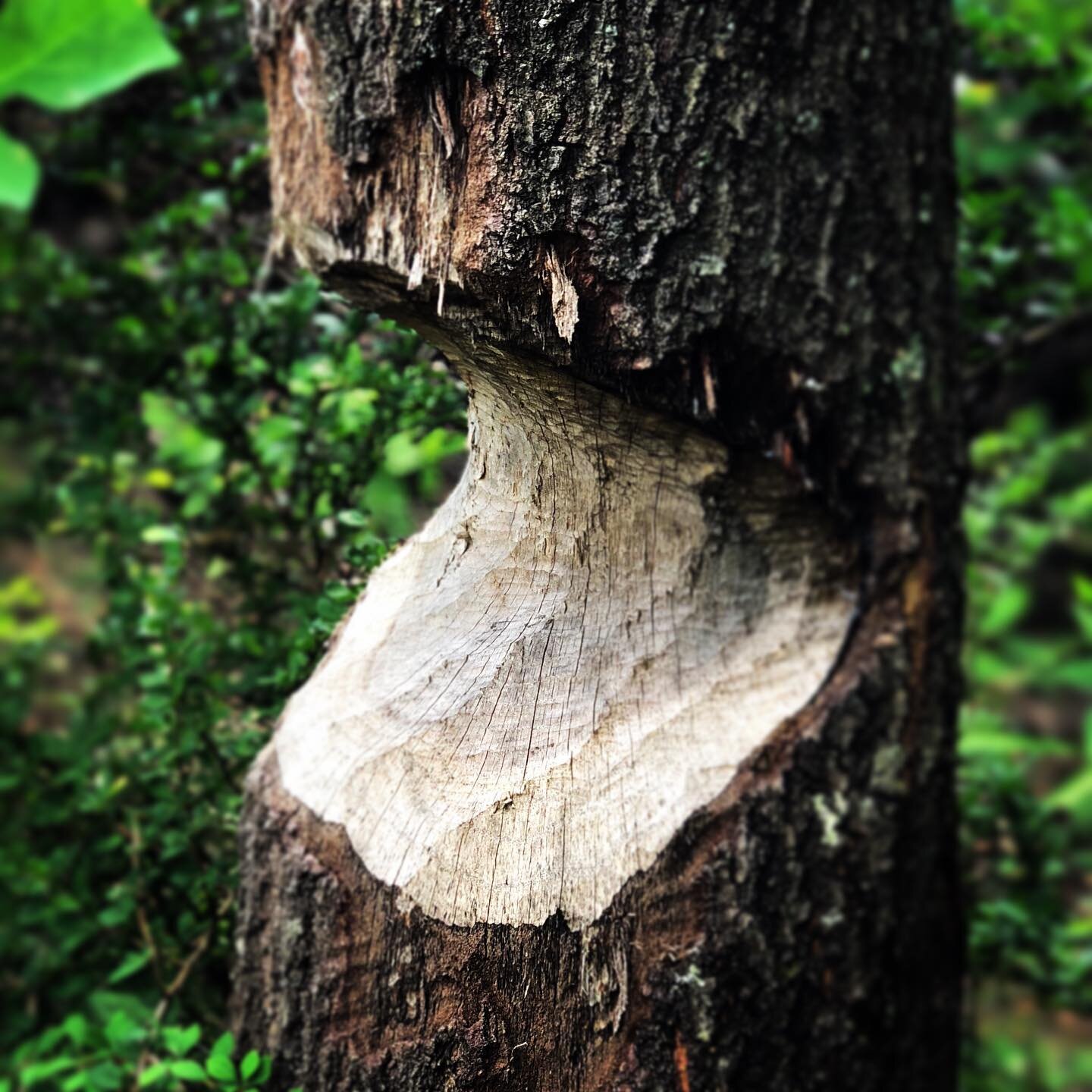 Beaver handiwork- Imagine the nocturnal industriousness that went into gnawing these tree trunks in order to eventually use them for dam building. Nearly hunted to extinction for their pelts used for hats and coats, beavers have made a comeback in th