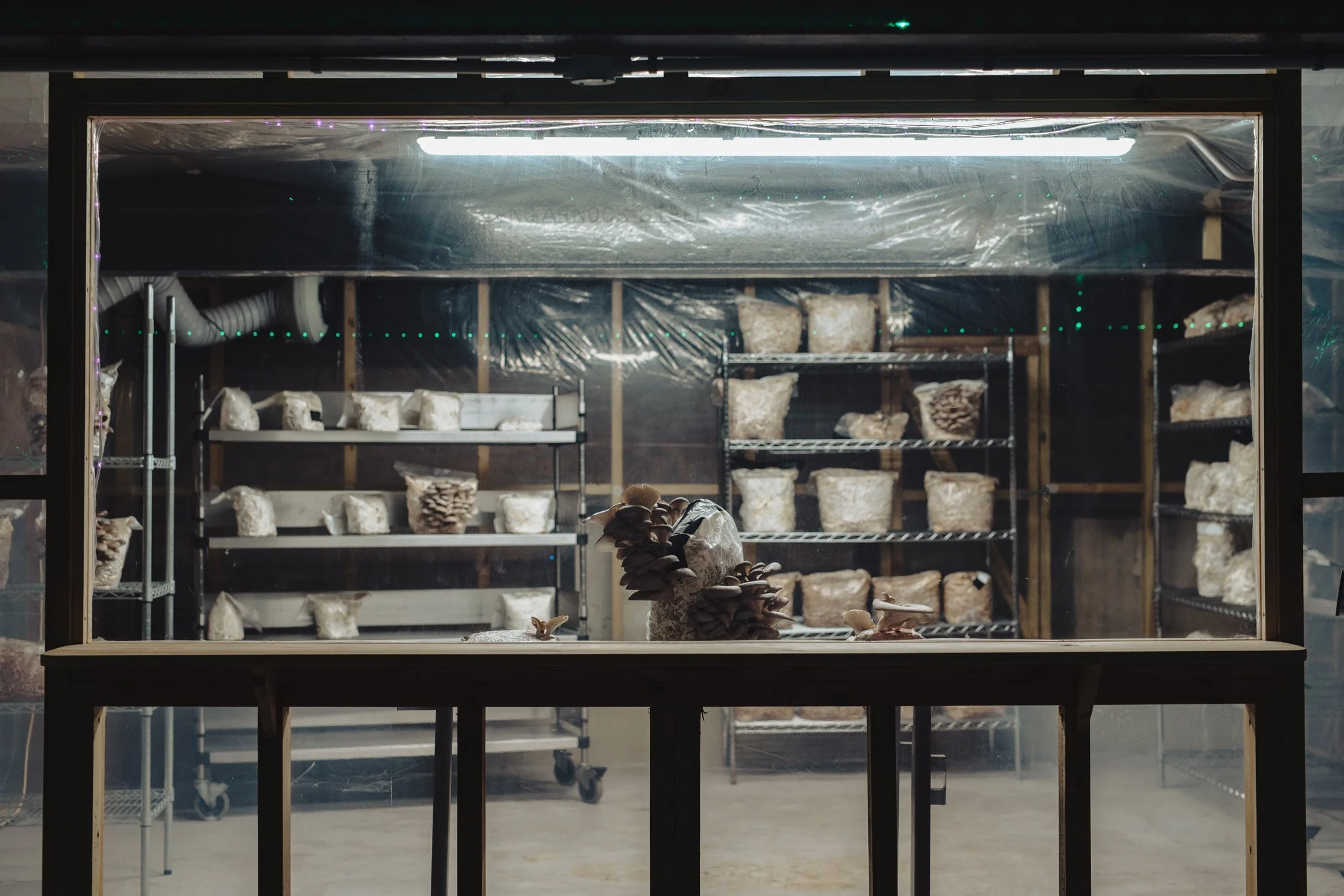 An image of the mushroom growing facilities at C103 which has been set up to incubate community start ups