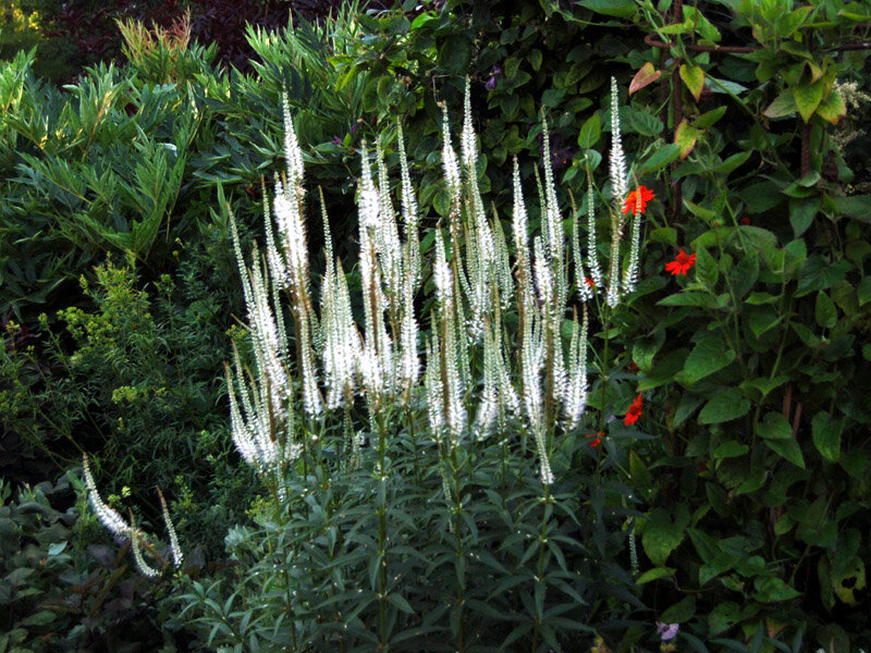 culver's root.jpg