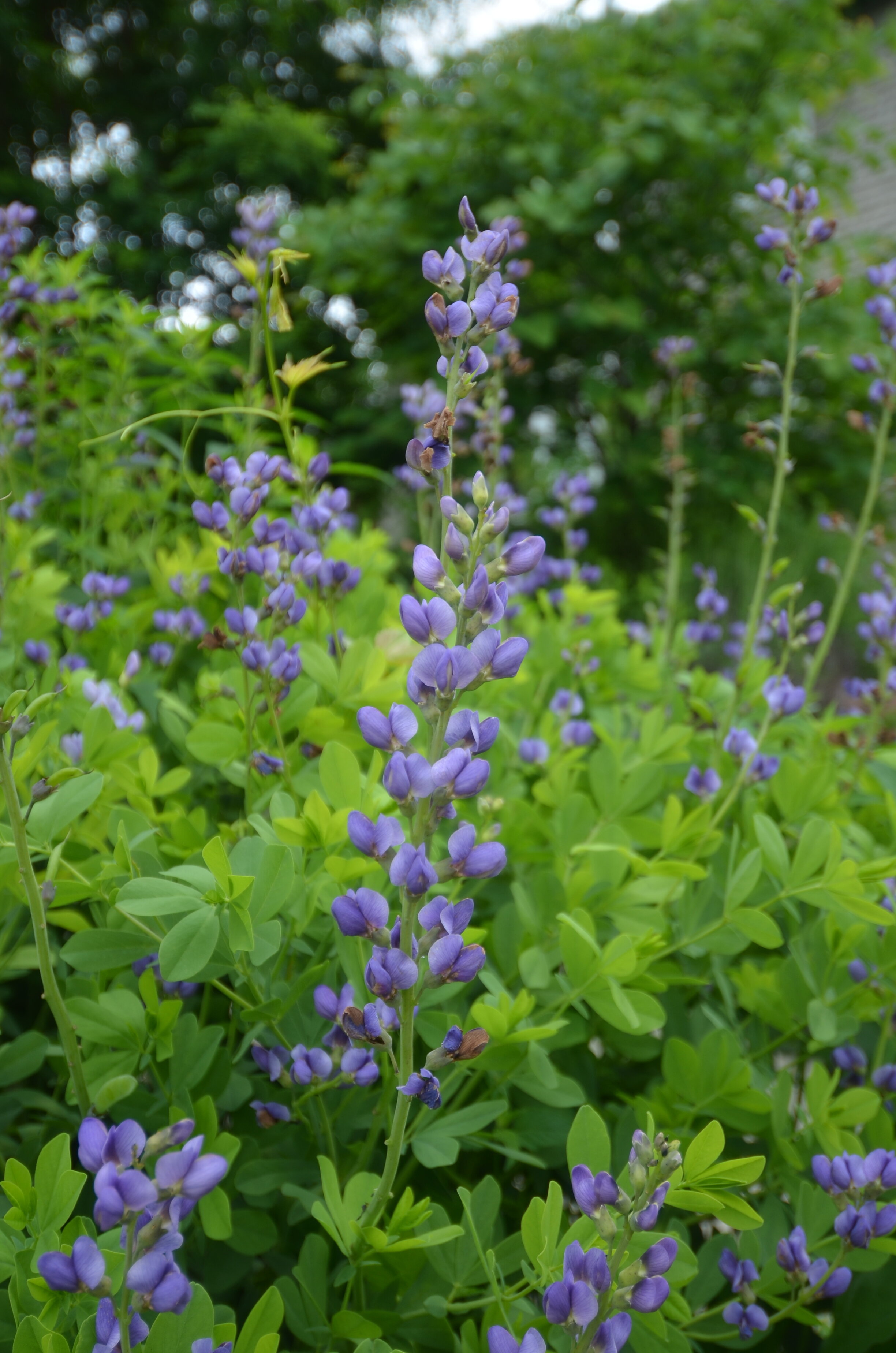 Baptisia australis (Blue Wild Indigo)