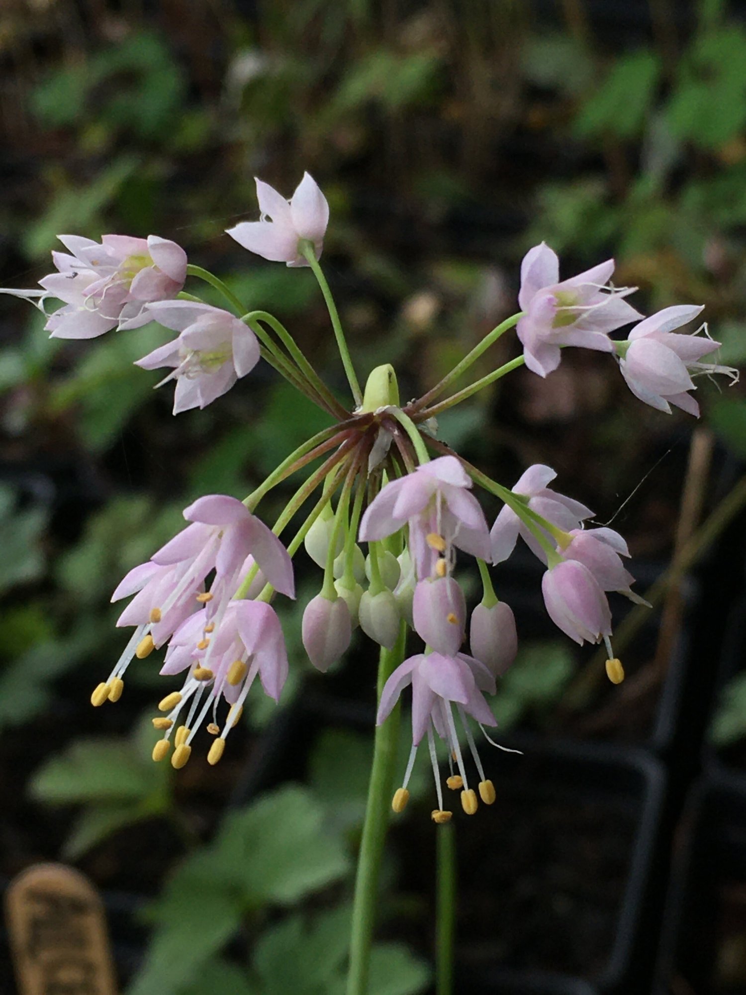 Allium Cernuum Edible