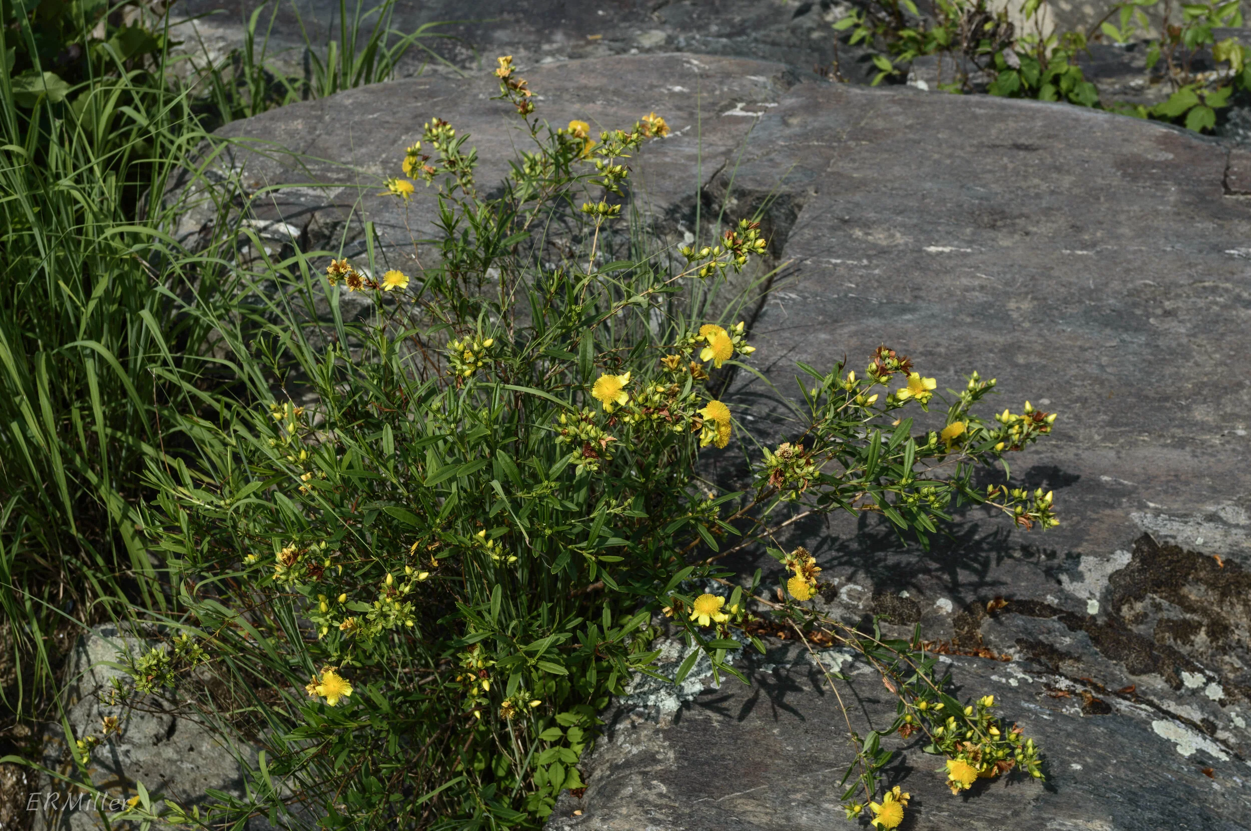 H.prolificum.jpg