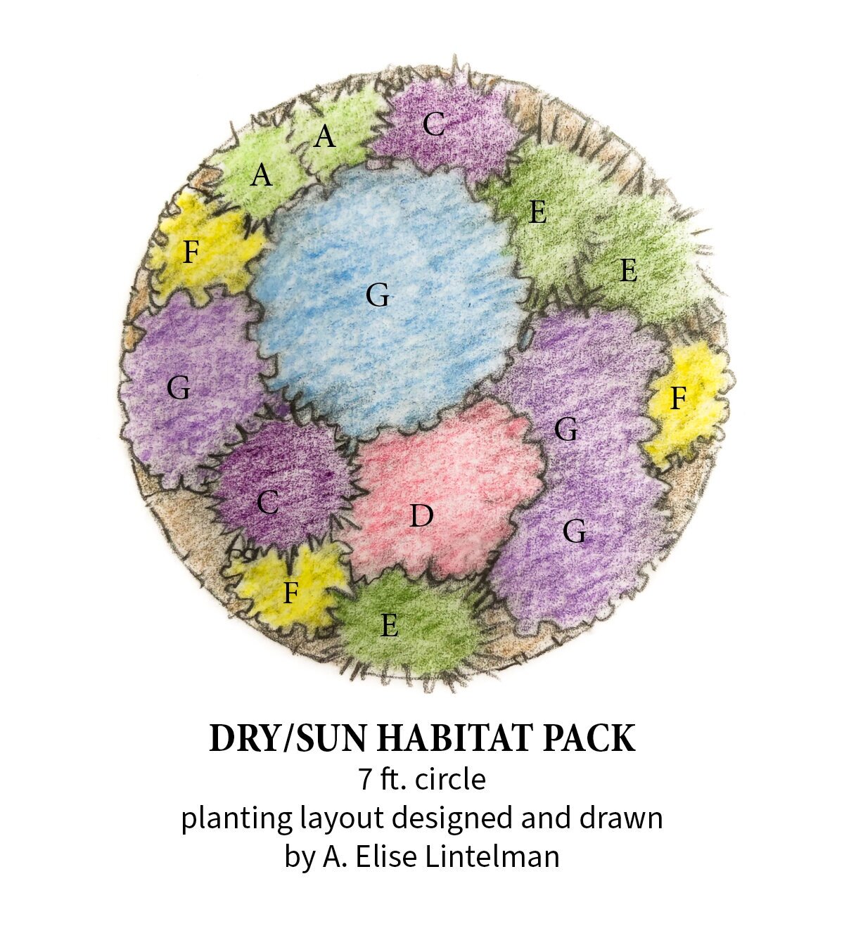 DRY+SUN+PLANTING+LAYOUT+web+quality.jpg