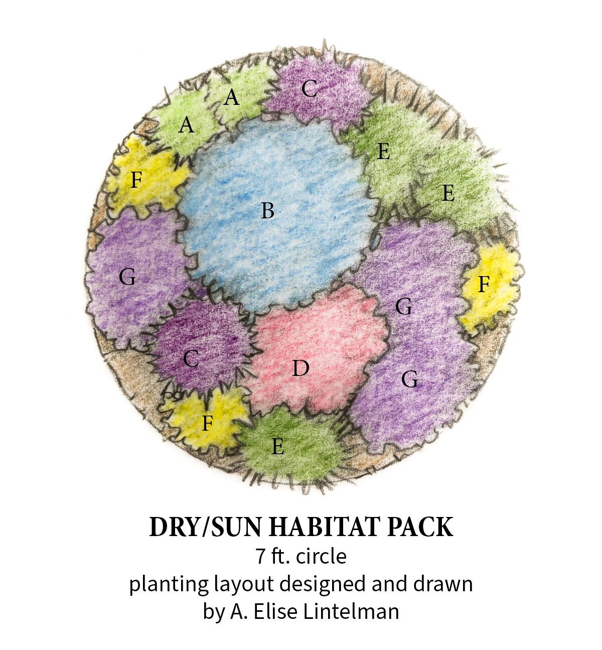 TNG+4+by+9+DRY+SUN+PLANTING+LAYOUT+rack+card.jpg