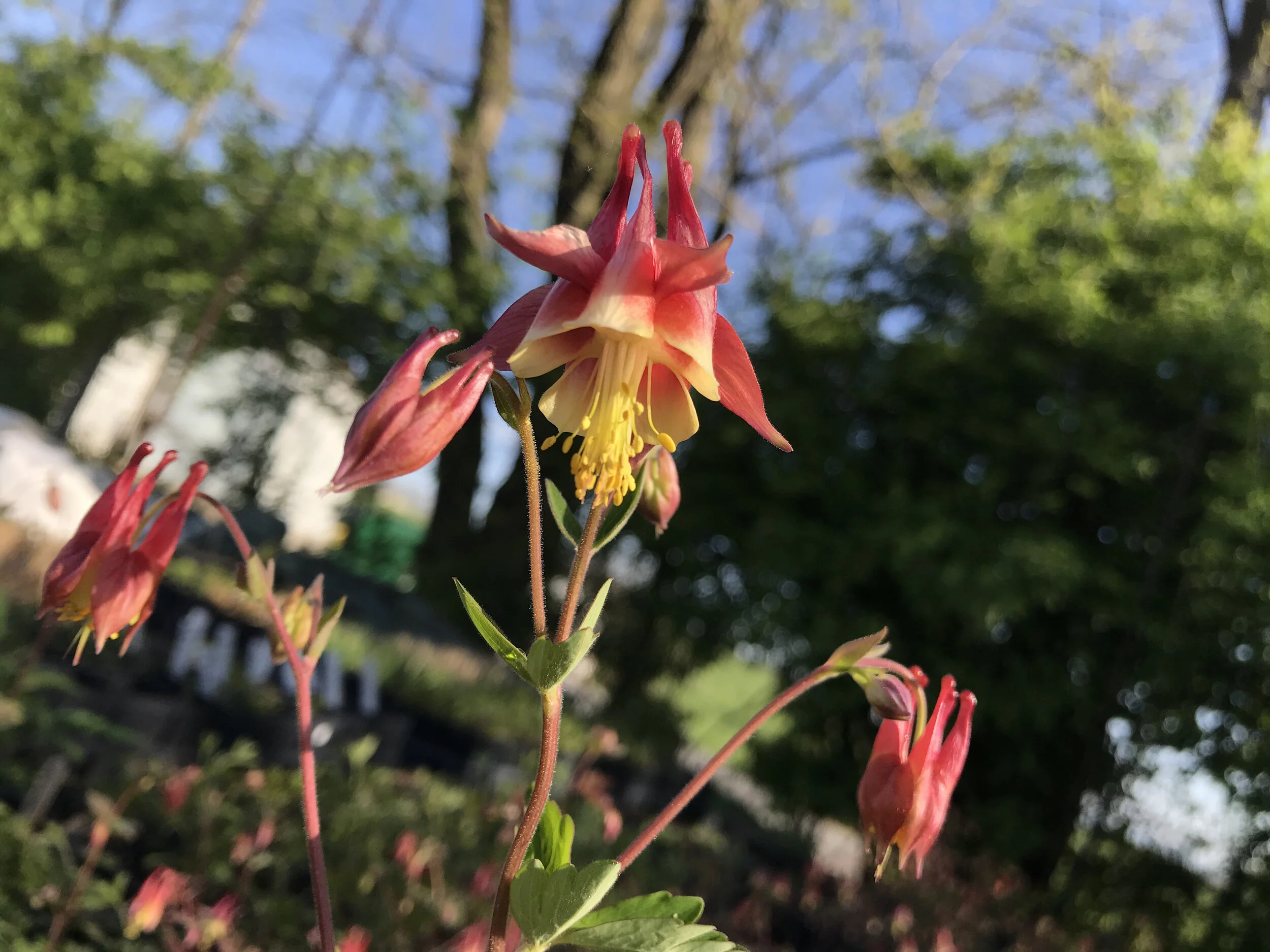 Aquilegiacanadensis27April2021Ana.jpg