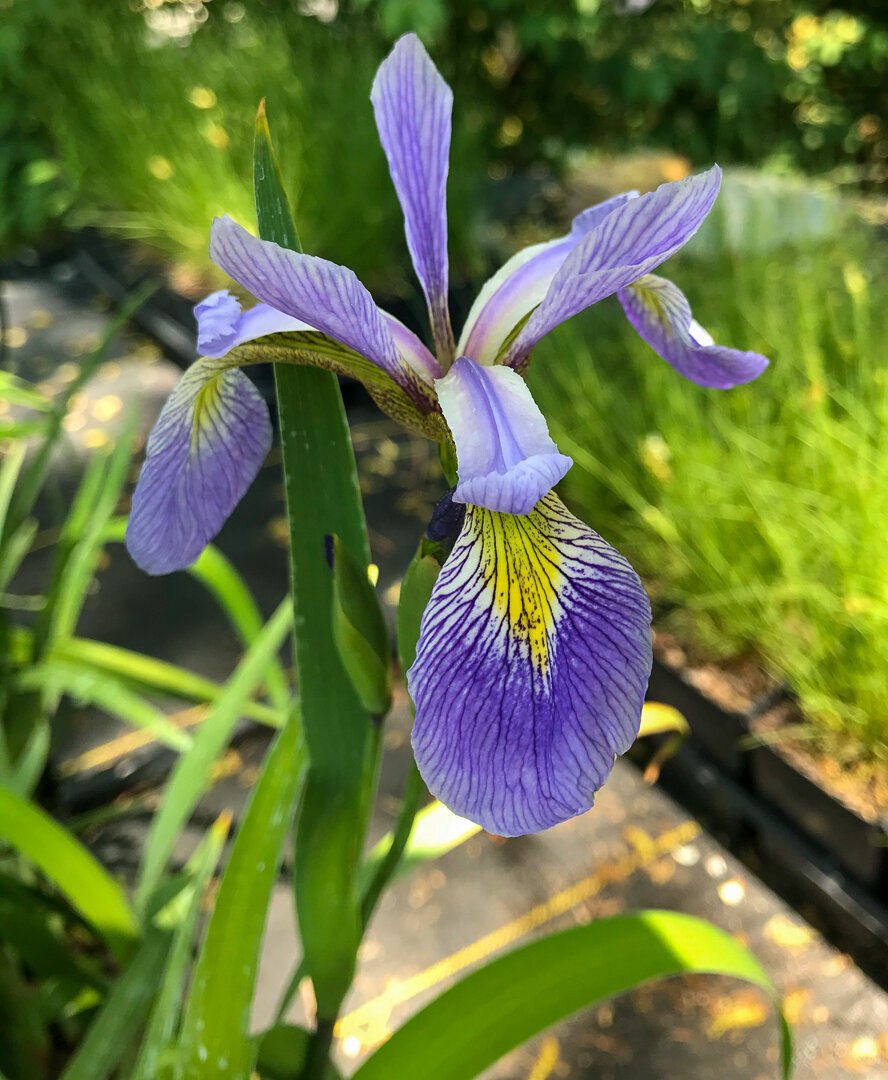 Irisversicolor19May2021byAna.jpg