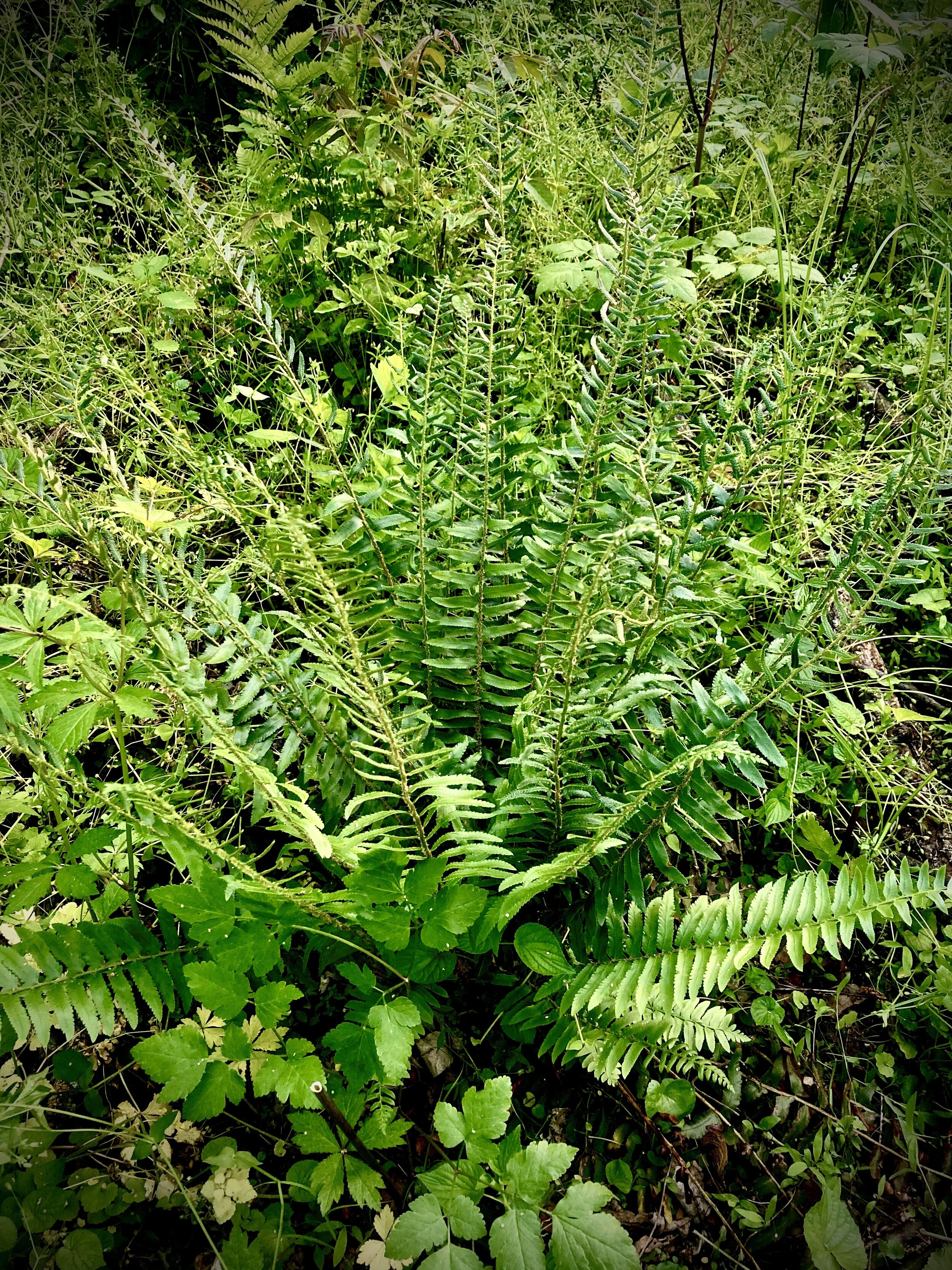 Polystichumacrostichoides19May2021.jpg