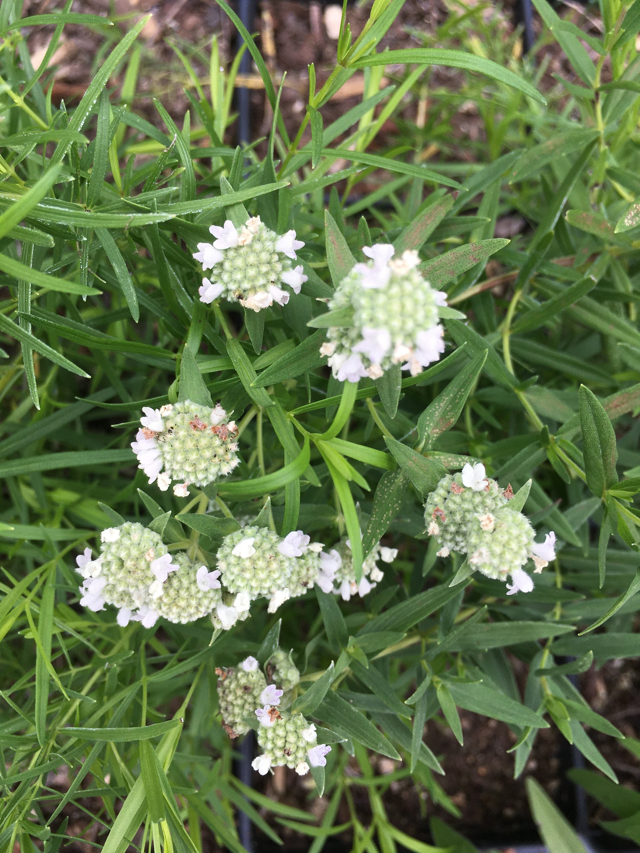 Pycnanthemum virginianum.JPG