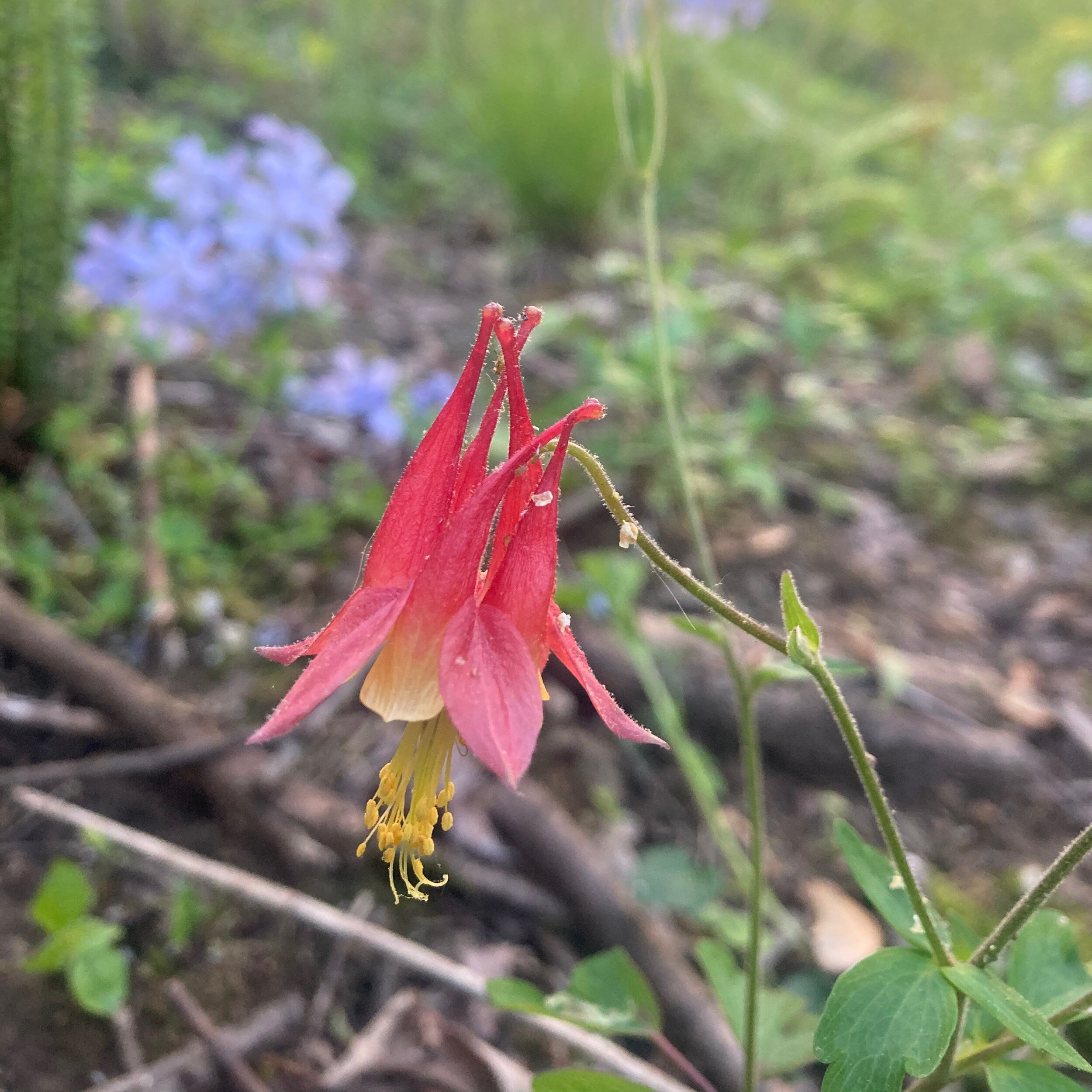 AquilegiacanadensiswithPhloxdivaricata.jpg