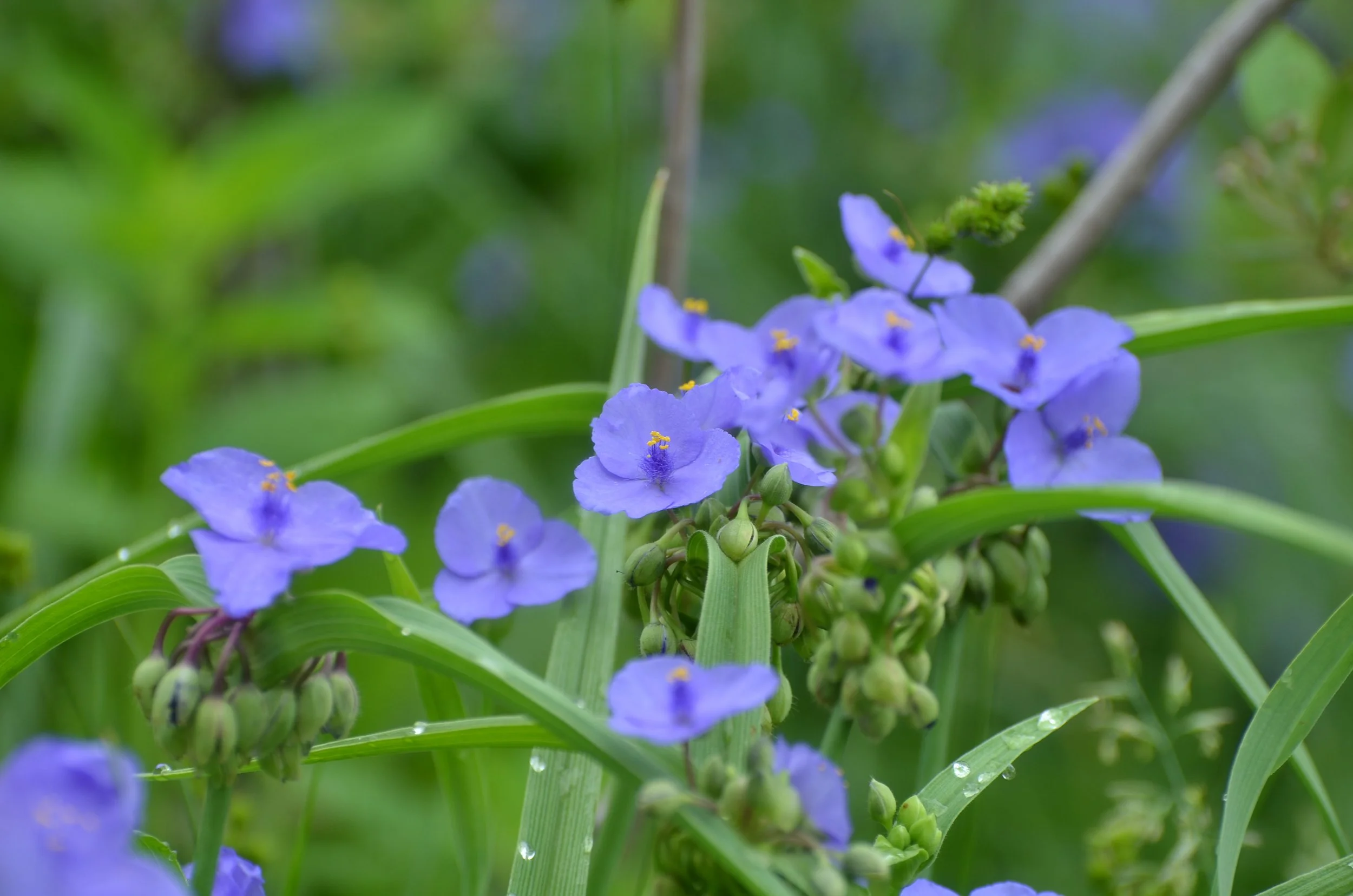 Tradescantia ohiensis (Ohio Spiderwort)  The Natural Garden, Inc.
