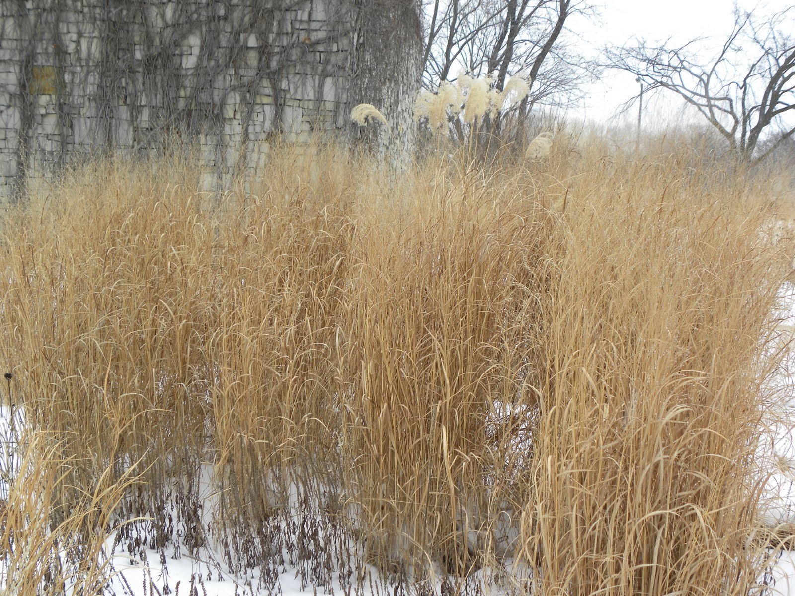 panicum virgatum - switchgrass.jpg