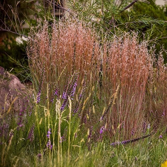 👀#NativePlant #FastFactsFriday👀

Schizachyrium scoparium (Little Bluestem)

 

🌱grows 2-4 ft. tall
 
🌻blooms (seedheads) from August to October
 
🌞prefers full sun
 
🐝🦋host plant for pollinators

💦prefers dry soil; tolerates drought after it&